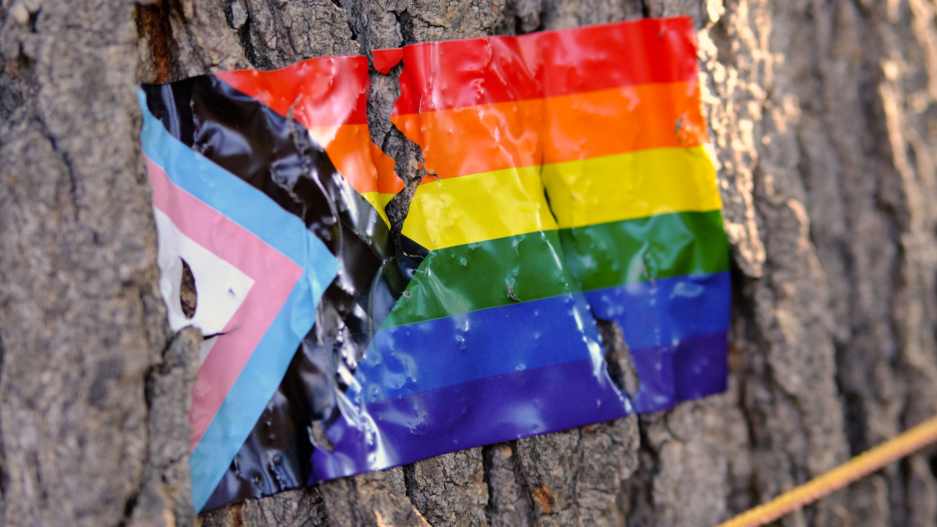 Photograph of somewhat tattered progress pride flag sticker on a tree.